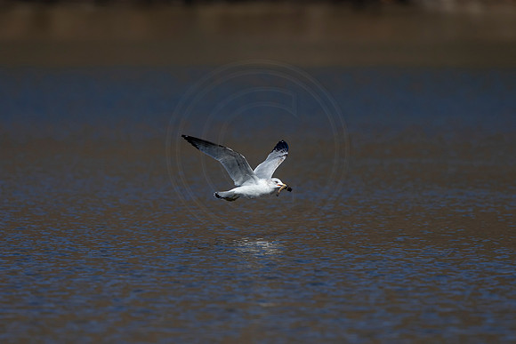 63 gull (AF3A1812) March 5, 2021
