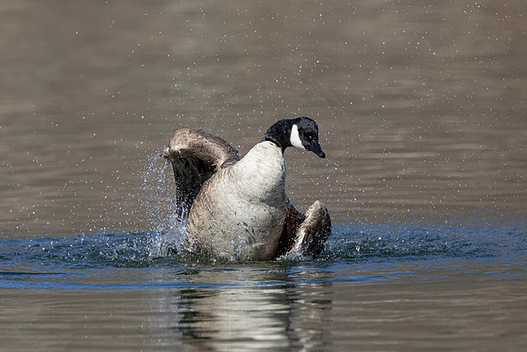 72 canada goose (AF3A2066) March 7, 2021