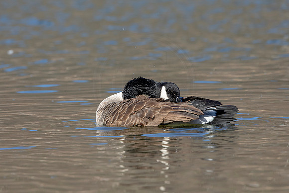 76 canada goose (AF3A2151) March 7, 2021