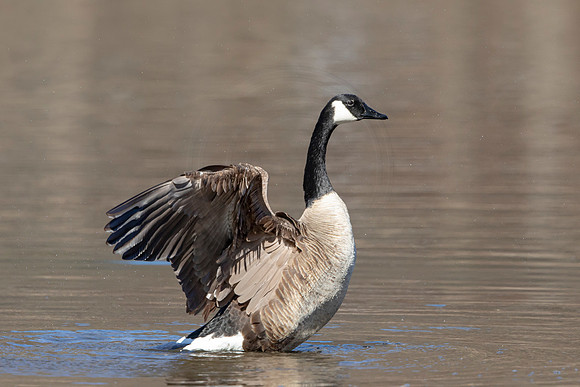 86 canada goose (AF3A2302) March 7, 2021