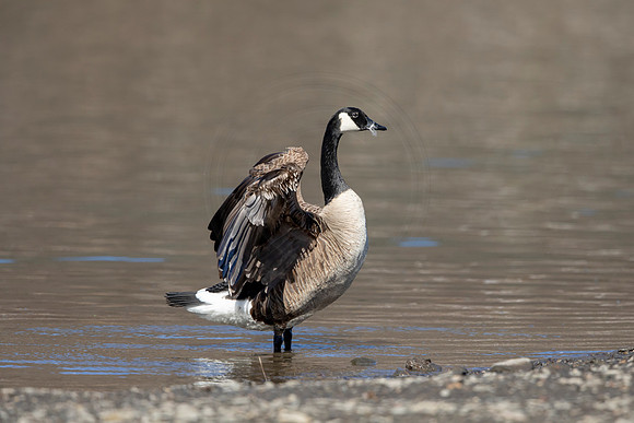 87 canada goose (AF3A2325) March 7, 2021