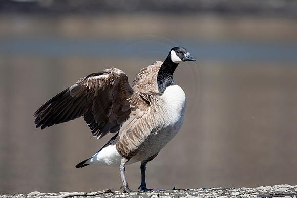 90 canada goose (AF3A2572) March 7, 2021