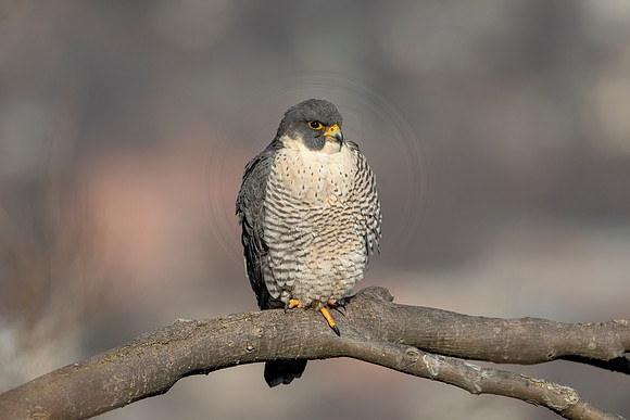104 peregrine falcon (AF3A2663) March 7, 2021