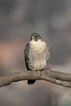 107 peregrine falcon (AF3A2677) March 7, 2021