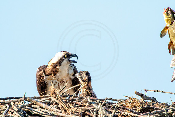 Osprey in Crown Point