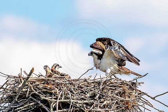 Osprey in Crown Point