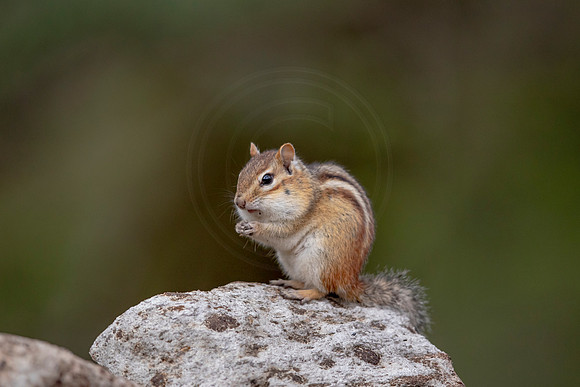 27 chippy (AF3A4297) May 16 2020