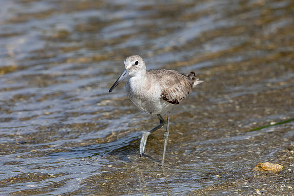 160 shorebird (6F3A6627) April 15, 2021