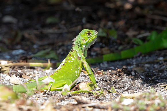 298 iguana (6F3A7915) April 15, 2021