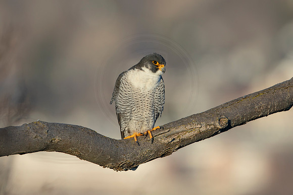 207 peregrine falcon (AF3A3331) March 7, 2021