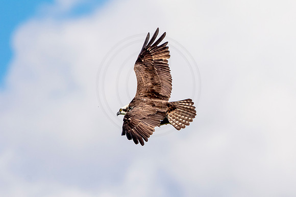 Osprey in Crown Point