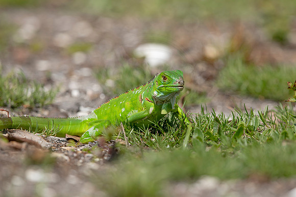 370 iguana (6F3A8390) April 15, 2021