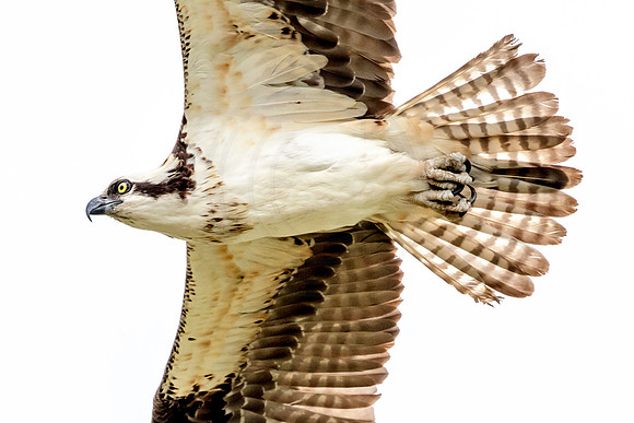 Osprey in Crown Point