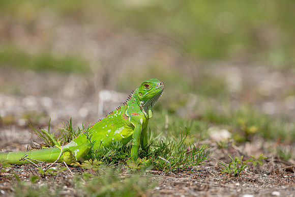 363 iguana (6F3A8371) April 15, 2021