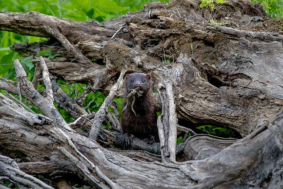 5 american mink (624A6403) July 17, 2020