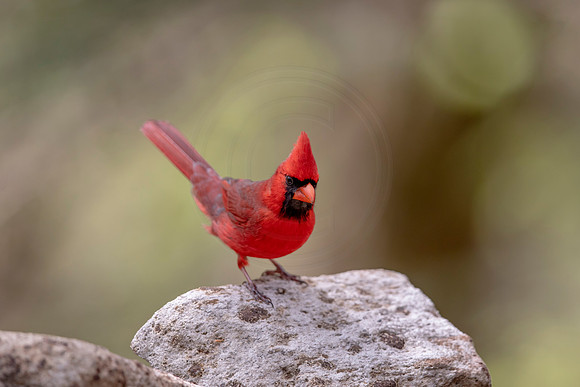 3 cardinal (AF3A4500) May 16, 2020