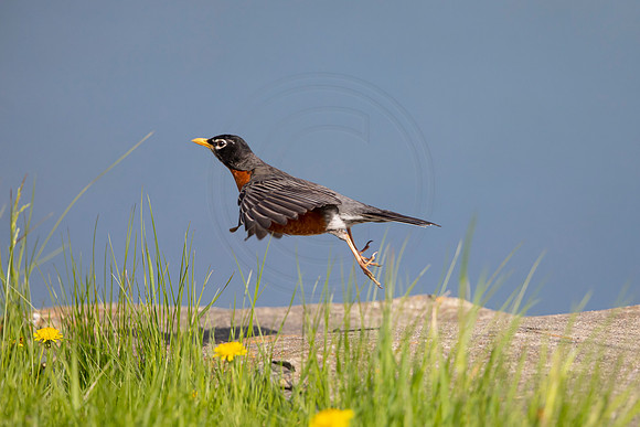 8 robin (AF3A4854) May 16, 2020
