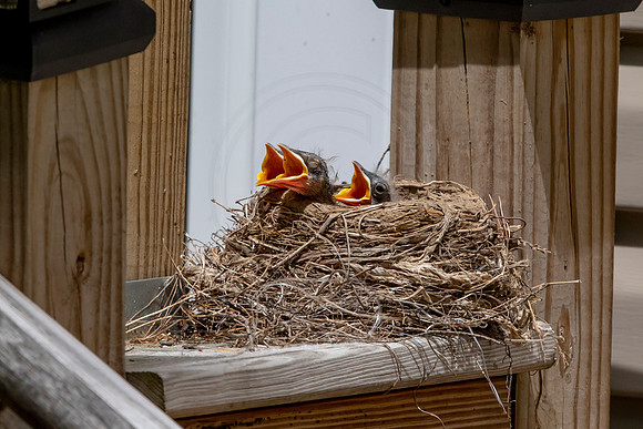 9 robin babies (AF3A5125) May 25, 2020