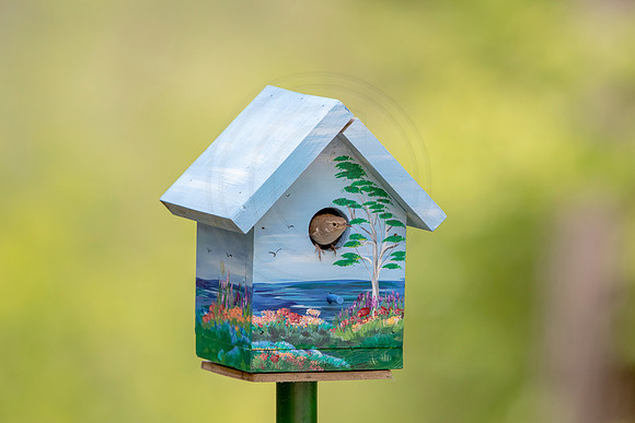11 bird house (AF3A5154) May 25, 2020