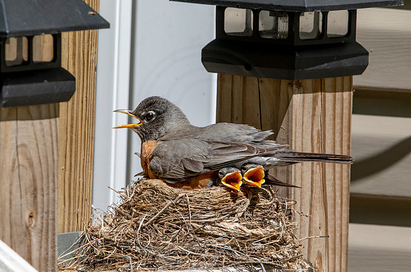 14 robins nest (AF3A5354) May 26, 2020