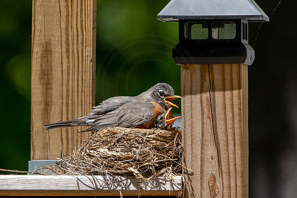 15 robins nest (AF3A5528) May 26, 2020