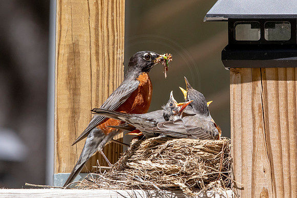 16 robins nest (AF3A5718) May 27, 2020