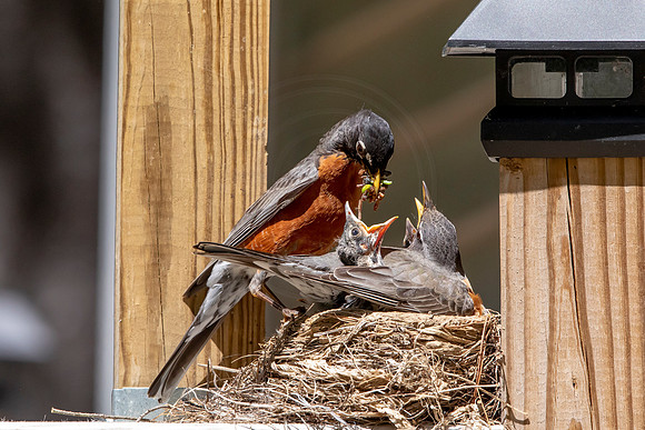 17 robins nest (AF3A5721) May 27, 2020