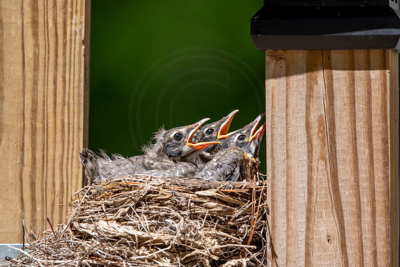 20 robins nest (AF3A31) May 30, 2020