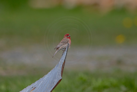 78 house finch (AF3A4710) May 16 2020