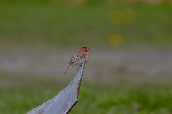79 house finch (AF3A4720) May 16 2020