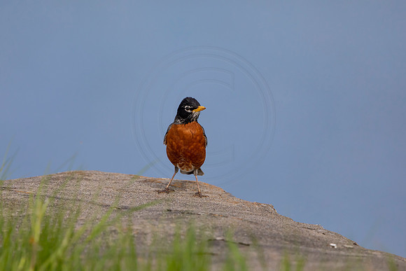 80 robin (AF3A4766) May 16 2020