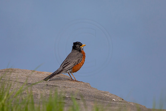 81 robin (AF3A4773) May 16 2020