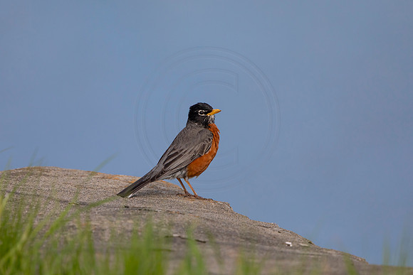 82 robin (AF3A4775) May 16 2020