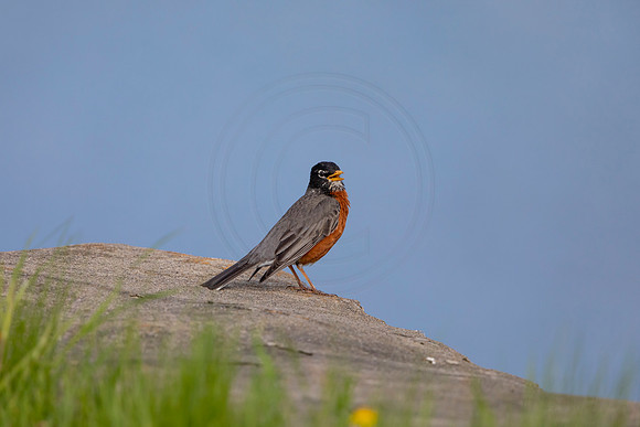 83 robin (AF3A4783) May 16 2020
