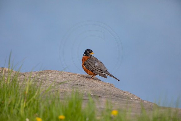 84 robin (AF3A4789) May 16 2020