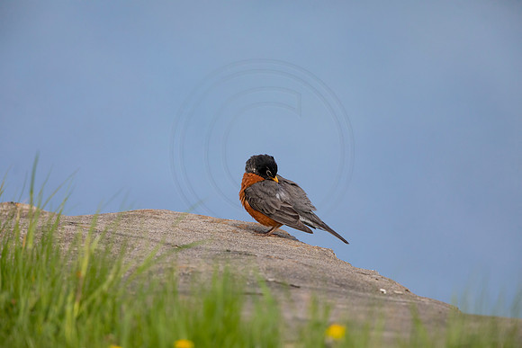 85 robin (AF3A4790) May 16 2020