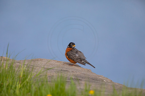 86 robin (AF3A4791) May 16 2020