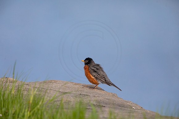 87 robin (AF3A4797) May 16 2020