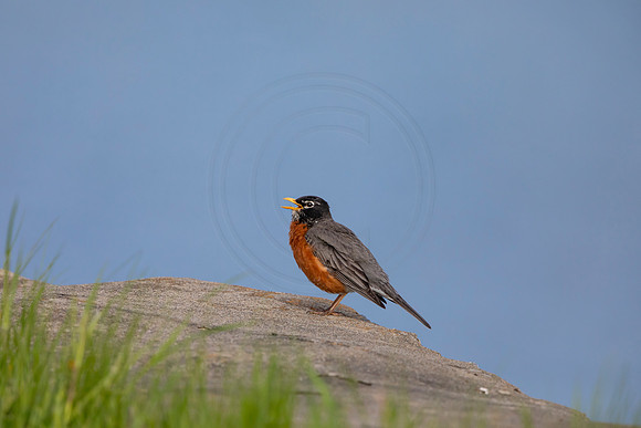 88 robin (AF3A4801) May 16 2020