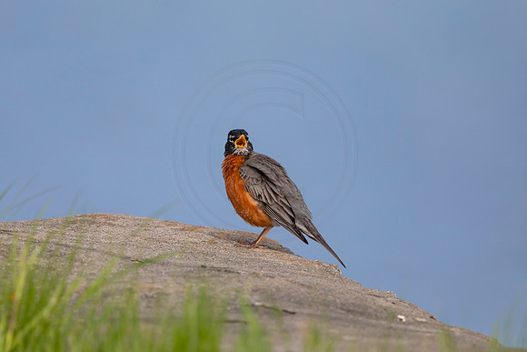 89 robin (AF3A4805) May 16 2020