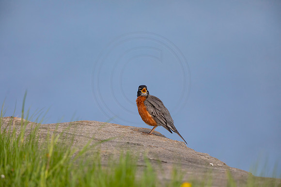 90 robin (AF3A4806) May 16 2020