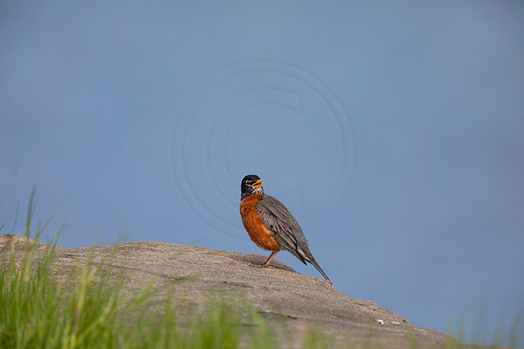 91 robin (AF3A4812) May 16 2020