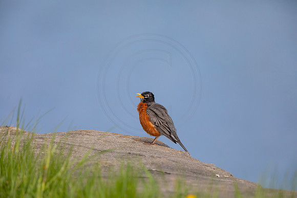 92 robin (AF3A4815) May 16 2020
