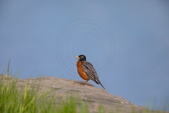 93 robin (AF3A4816) May 16 2020