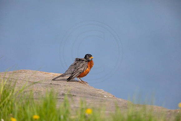 94 robin (AF3A4828) May 16 2020