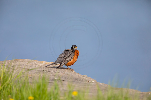 95 robin (AF3A4831) May 16 2020