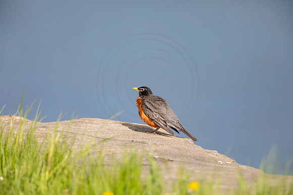 97 robin (AF3A4838) May 16 2020
