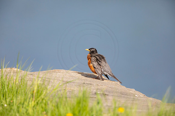 98 robin (AF3A4841) May 16 2020