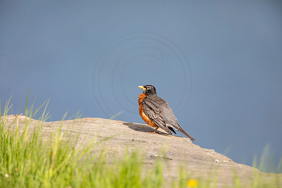 99 robin (AF3A4844) May 16 2020