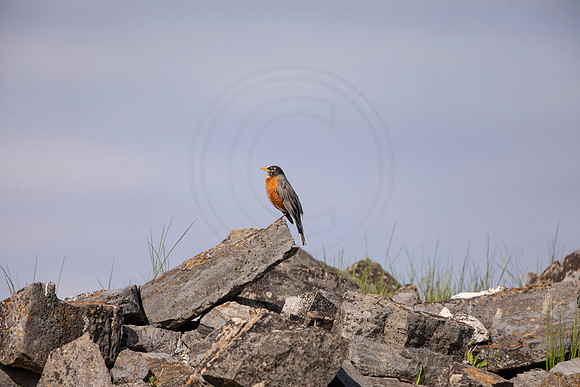 100 robin (AF3A4855) May 16 2020